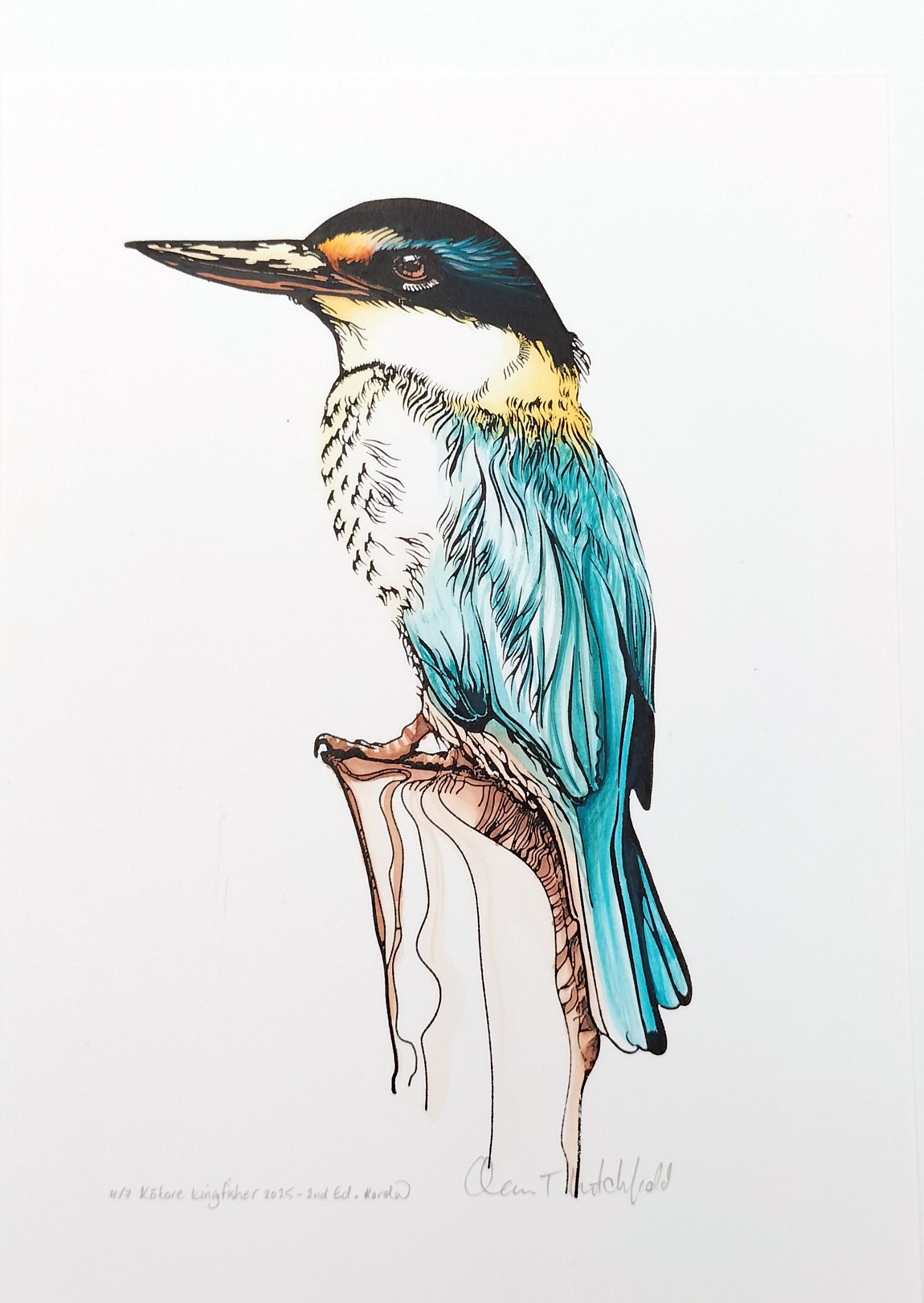 Kotare Kingfisher Small Colour