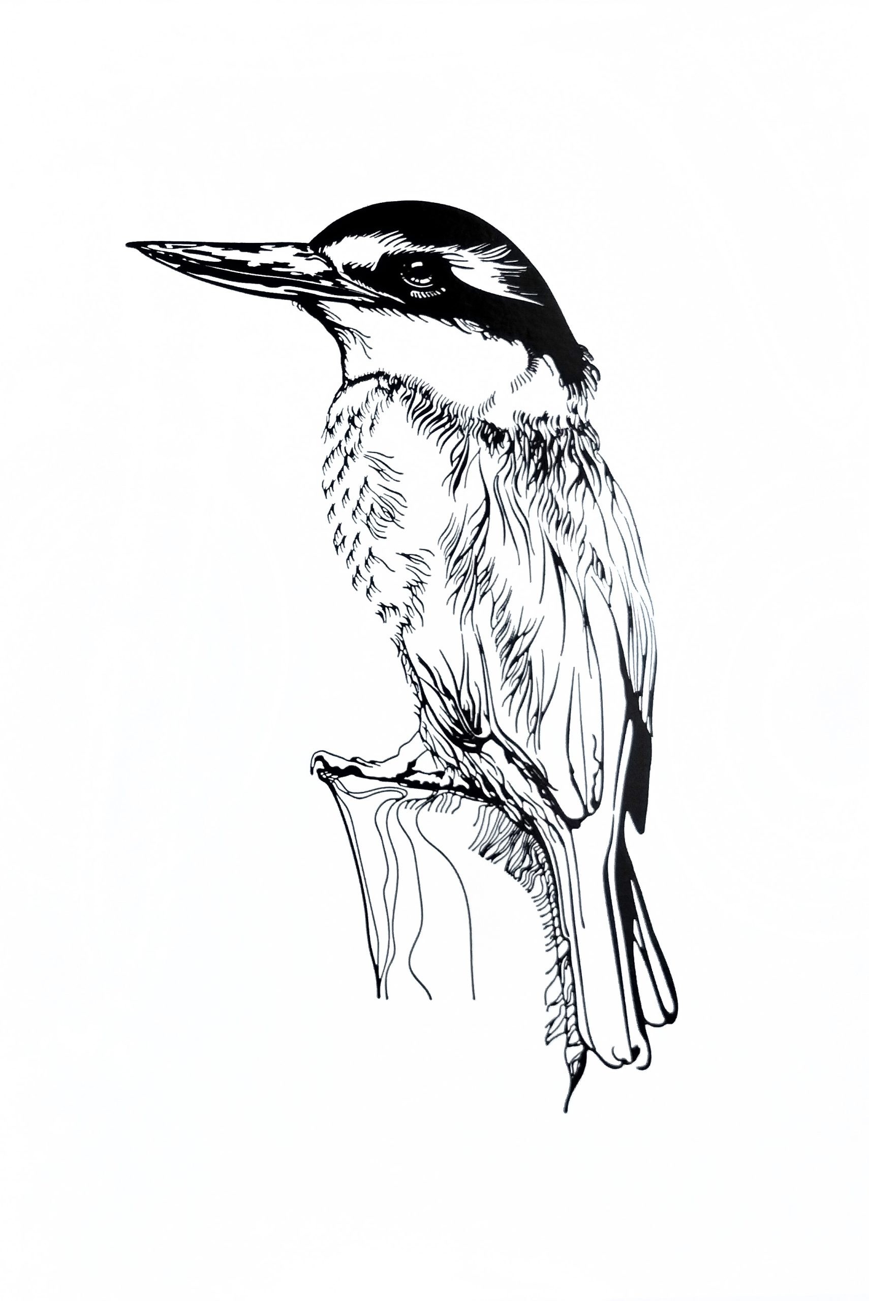 RA_KingfisherLargeBW