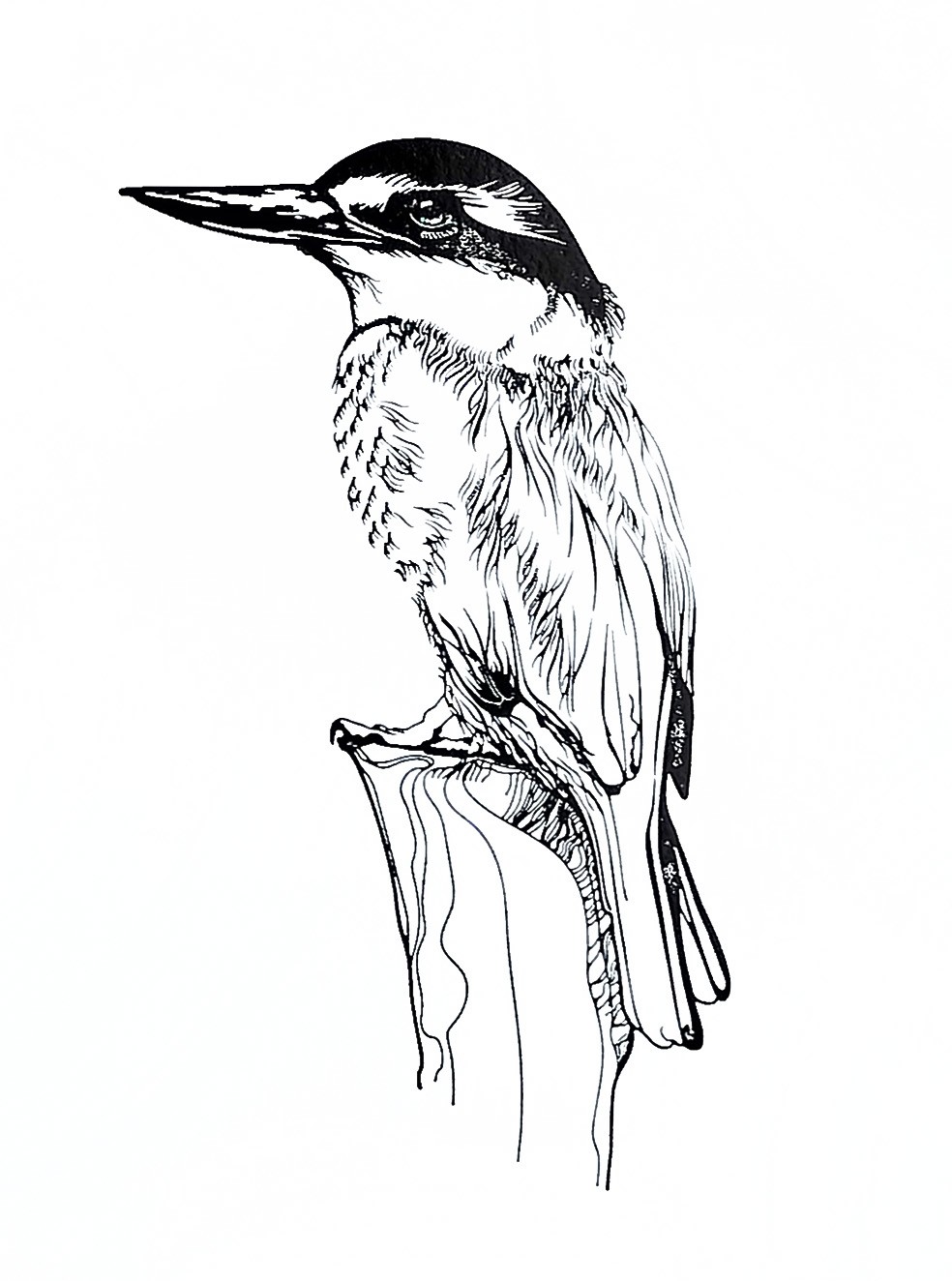 RA_KingfisherSmallBW