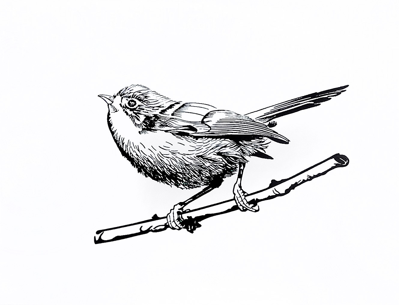 RA_PIPPI_BrownCreeperBW