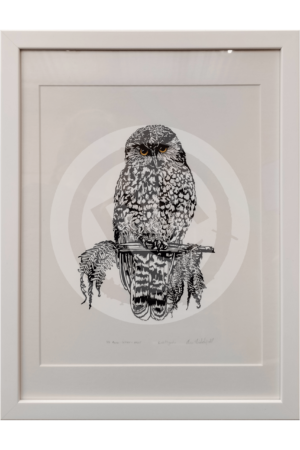 Ruru-coloured-20260226