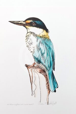 Kotare_Kingfisher_Col_Small_Display